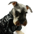 dogoshoppgcan