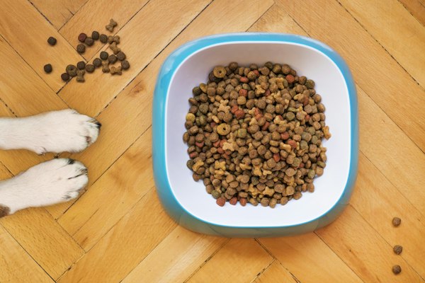 Comedero celeste con alimento balanceado junto a las patas de un perro