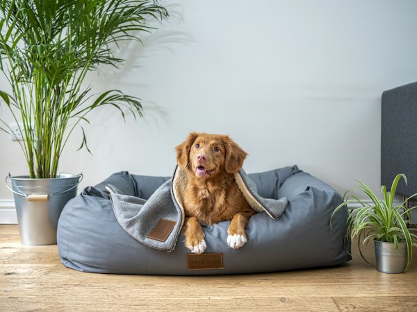 Perro recostado en una cama acolchada gris